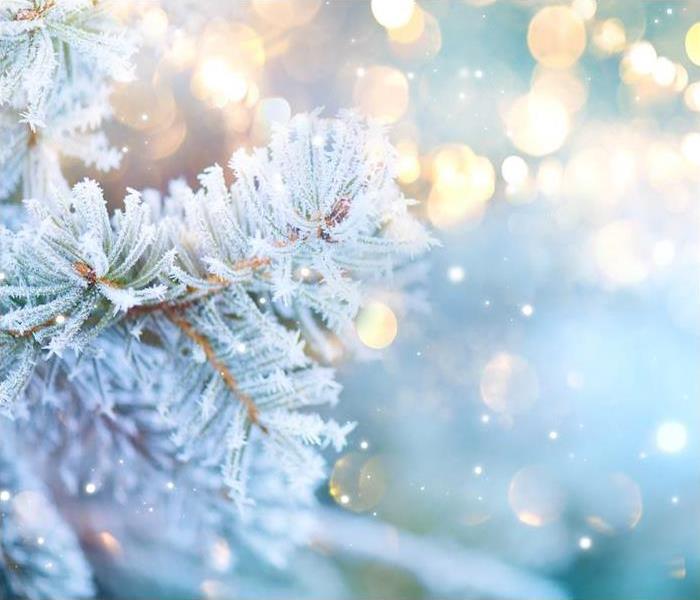 snow covered christmas tree branches