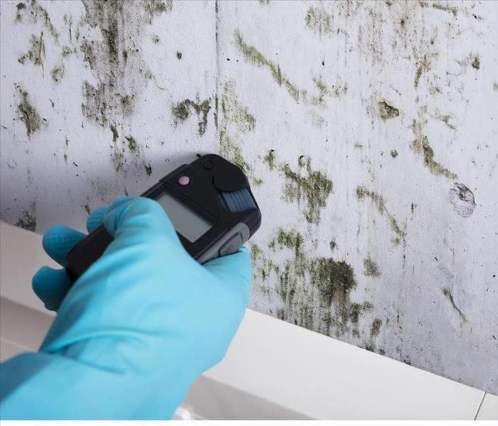 A professional checking mold damage in a home.