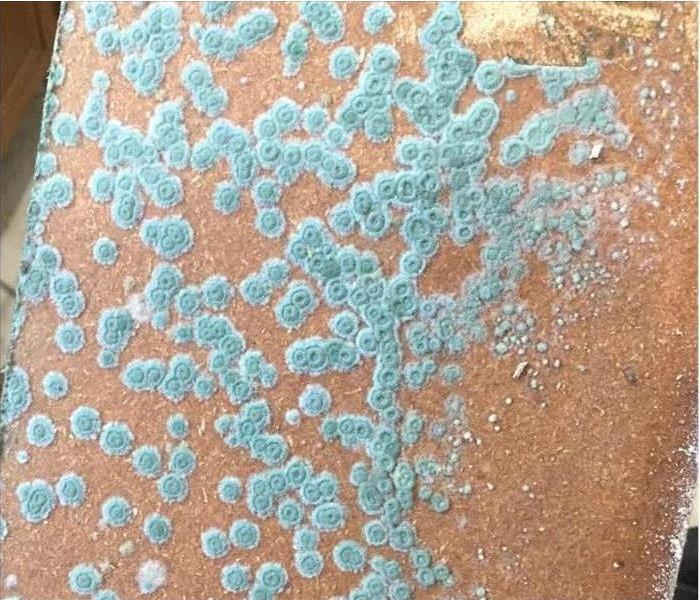 Mold growth found in the kitchen